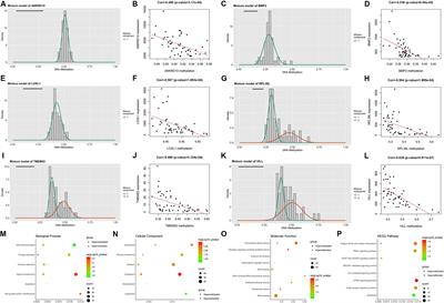 Development and Validation of a Novel DNA Methylation-Driven Gene Based Molecular Classification and Predictive Model for Overall Survival and Immunotherapy Response in Patients With Glioblastoma: A Multiomic Analysis